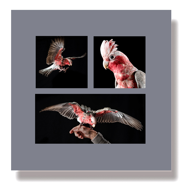 photographe animal Bordeaux